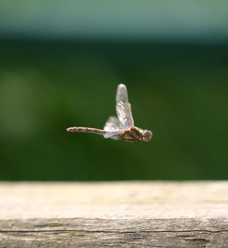 IMG 4268 Dragonfly in flight